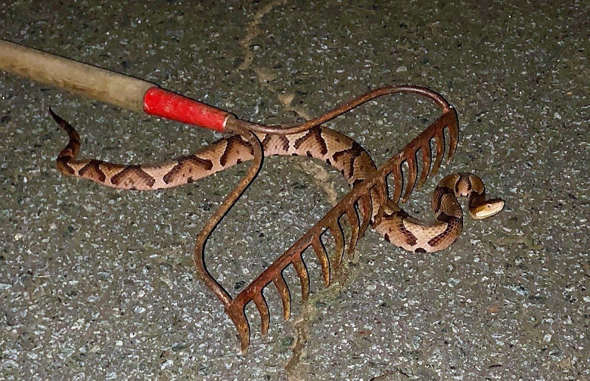 Copperhead removed from a backyard
