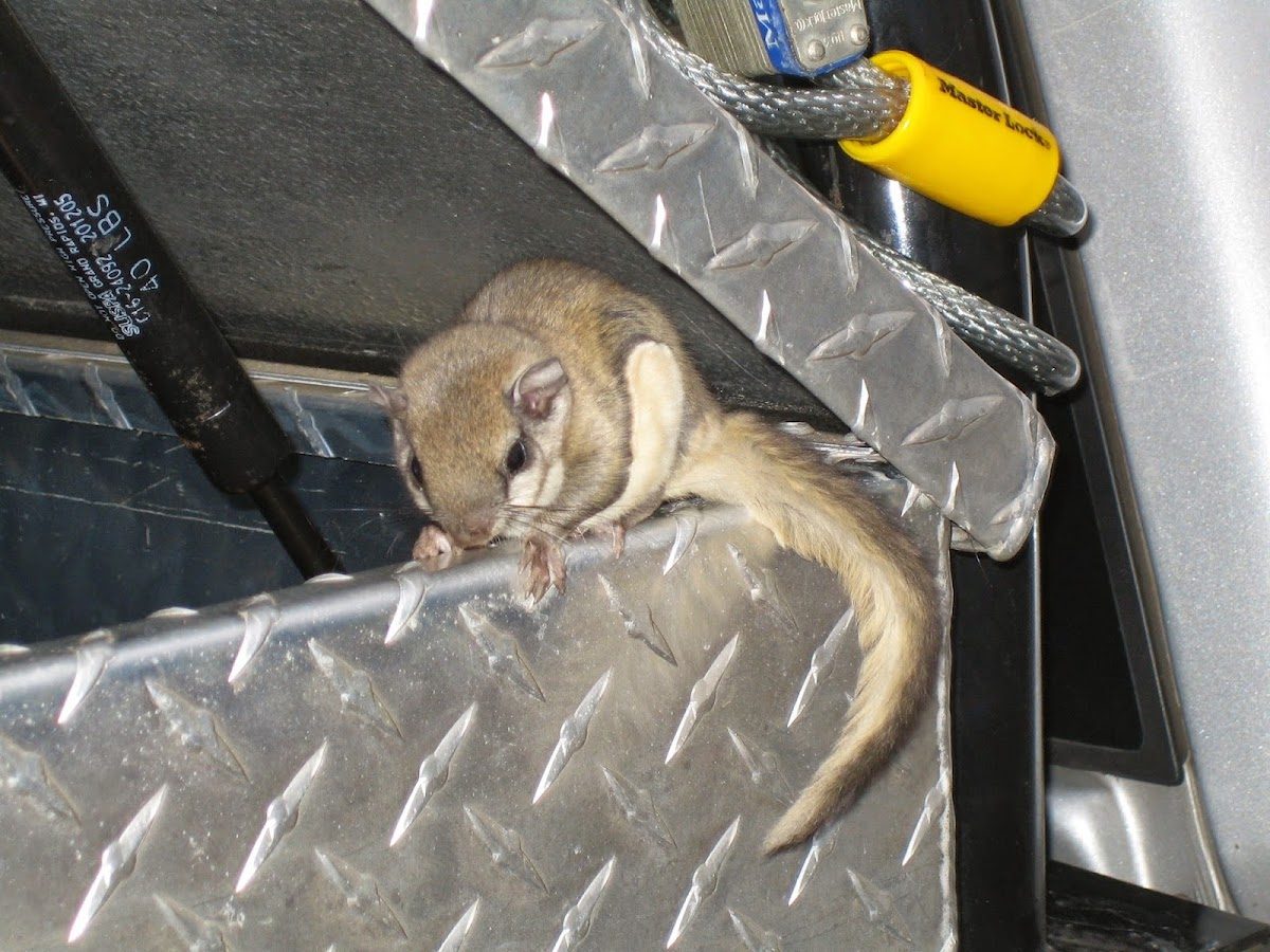 Flying squirrel in a trap