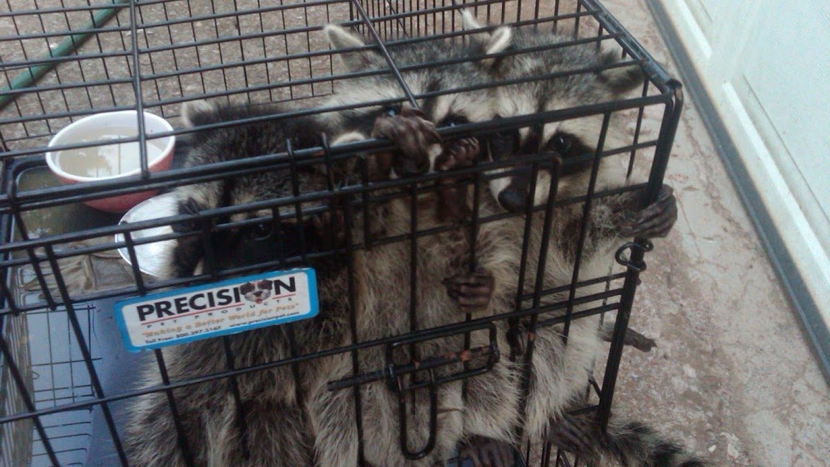 Raccoons safely trapped