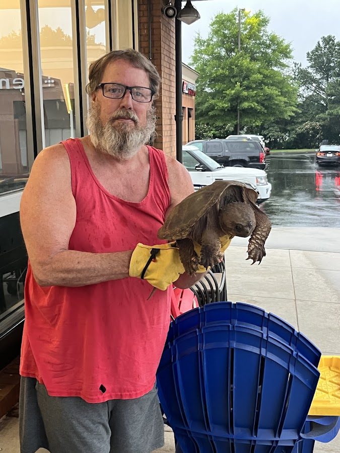 Snapping turtle relocated